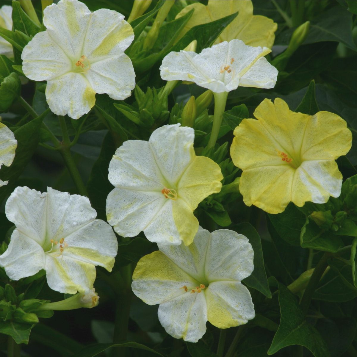 Four O'Clocks Marbles White-Yellow Seeds