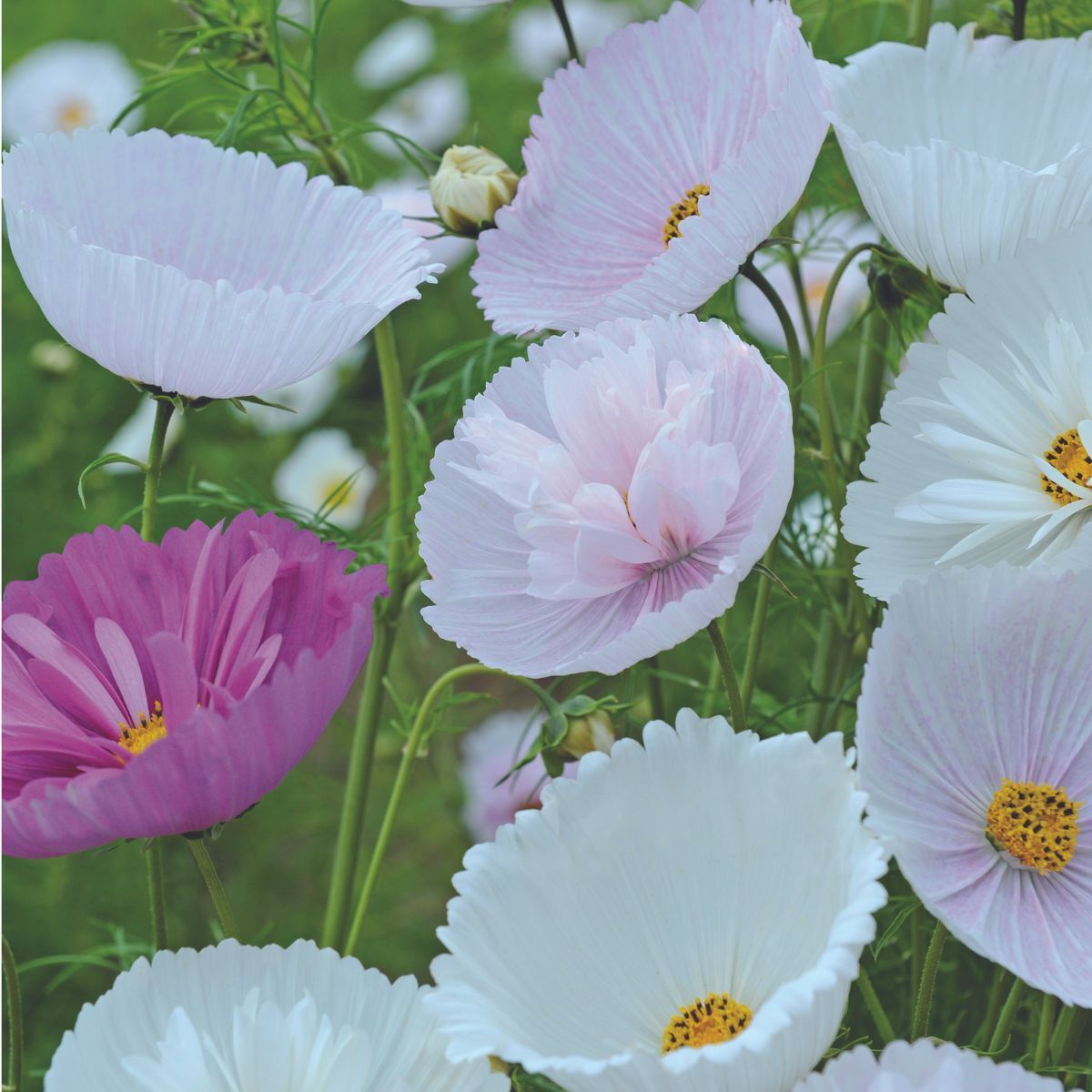 Cosmos Cupcakes Blush and White Mix Seeds