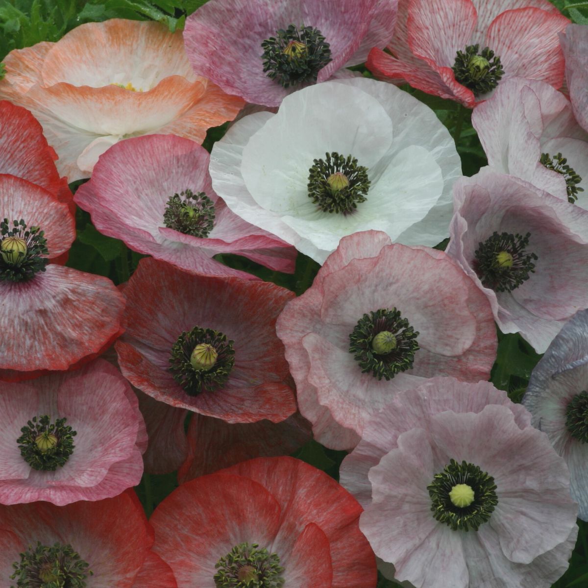 Poppy Mother of Pearl Seeds