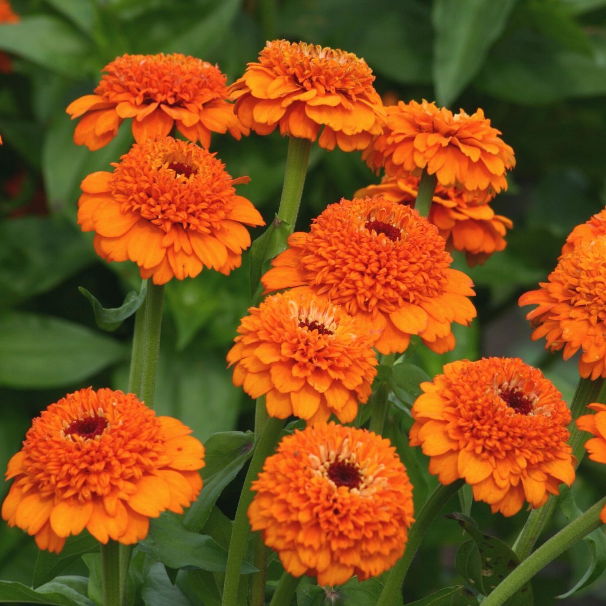 Zinnia Zinderella Orange Seeds