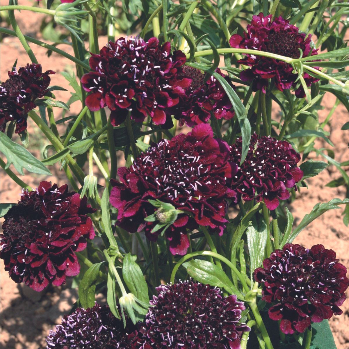 Pincushion Flower Burgundy Beau Seeds