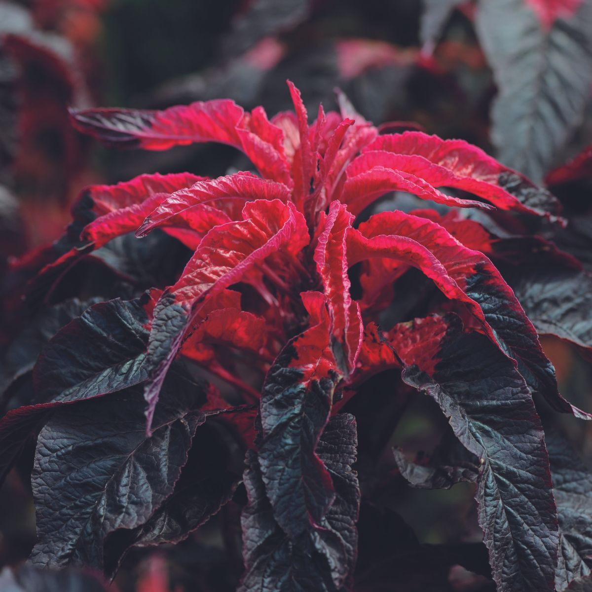 Amaranth Molten Fire Seeds