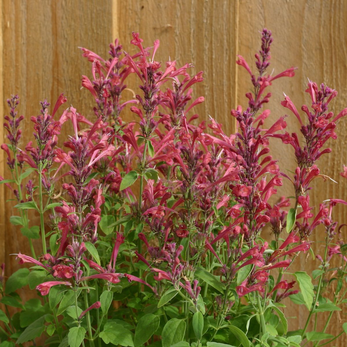 Agastache Raspberry Daiquiri Seeds