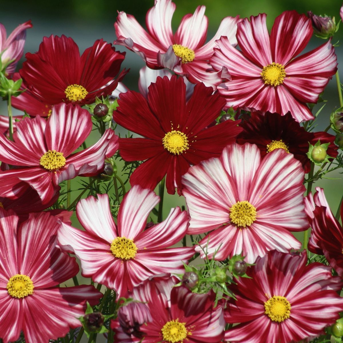 Cosmos Velouette Seeds