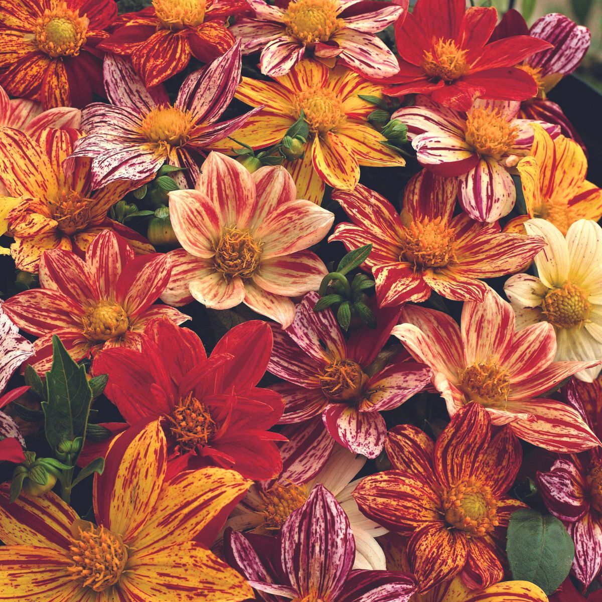 Dahlia Fireworks Mix Seeds