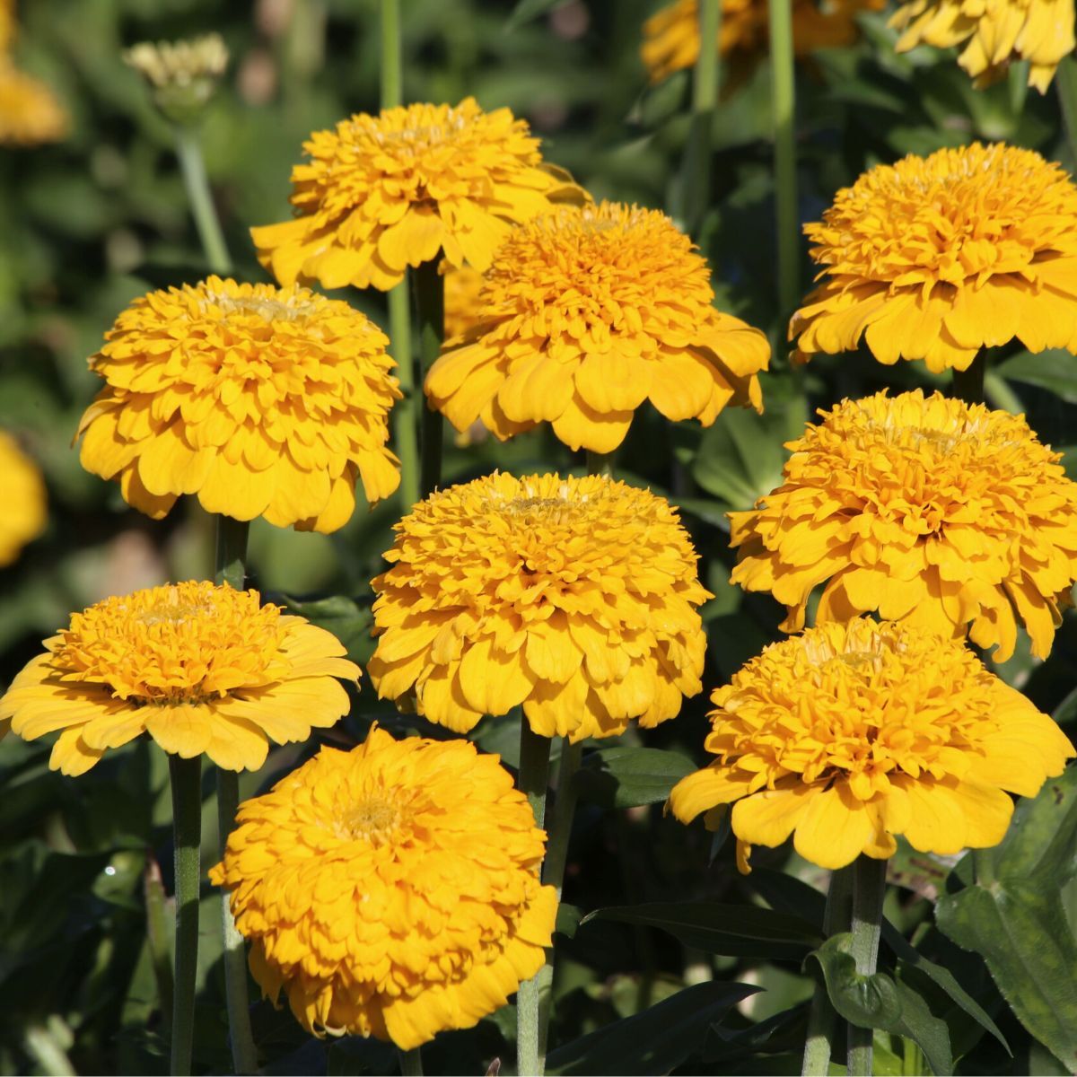 Zinnia Zinderella Yellow Seeds