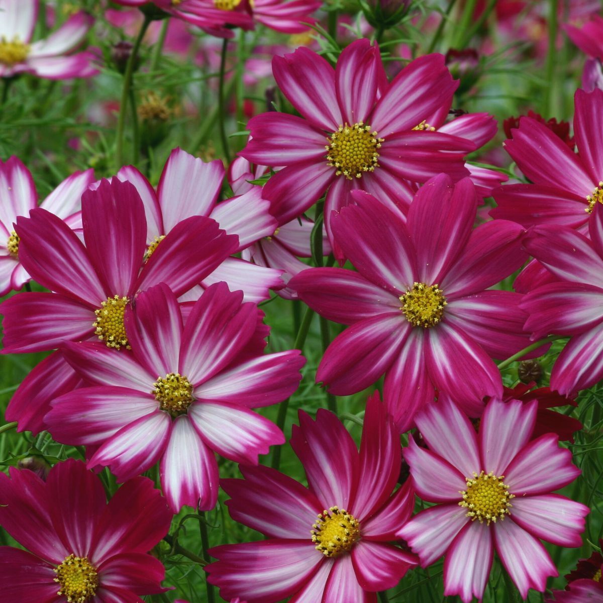 Cosmos Cosimo Red-White Seeds