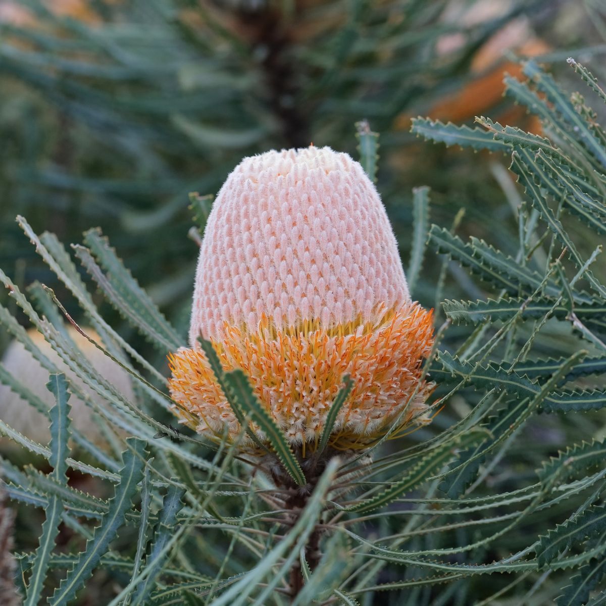 Banksia Hooker's Seeds