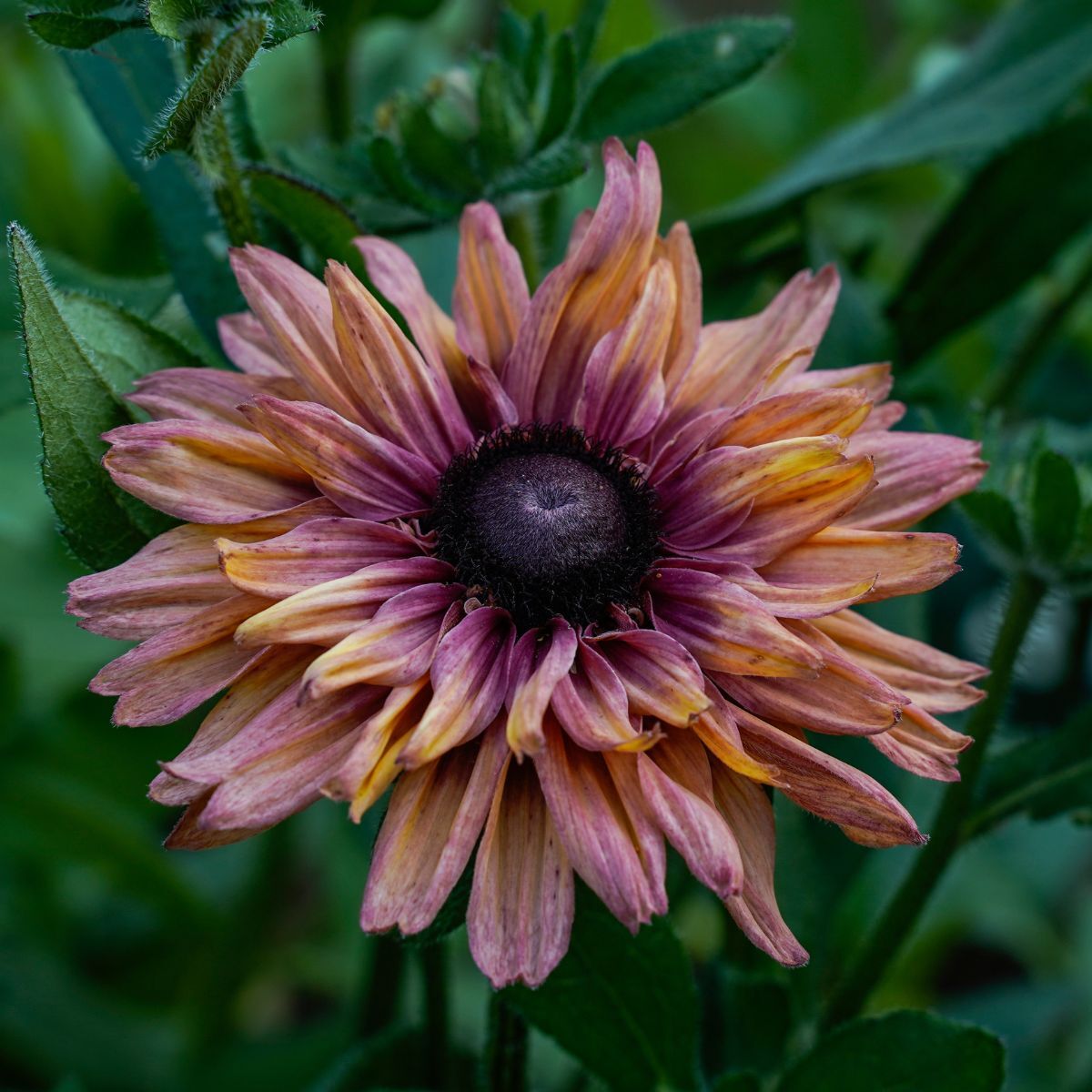 Black Eyed Susan Sahara Seeds