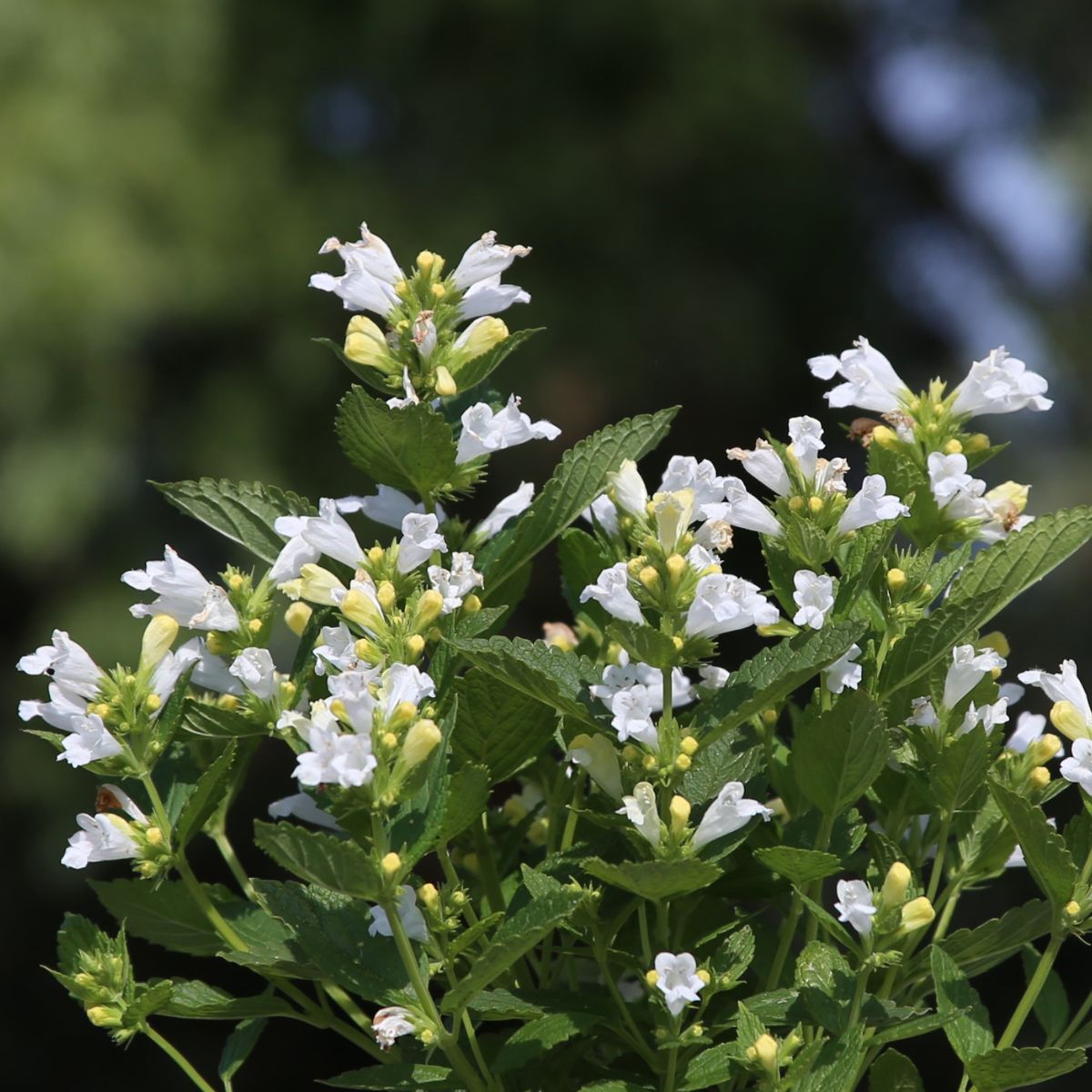 Catmint Snow Panther Seeds