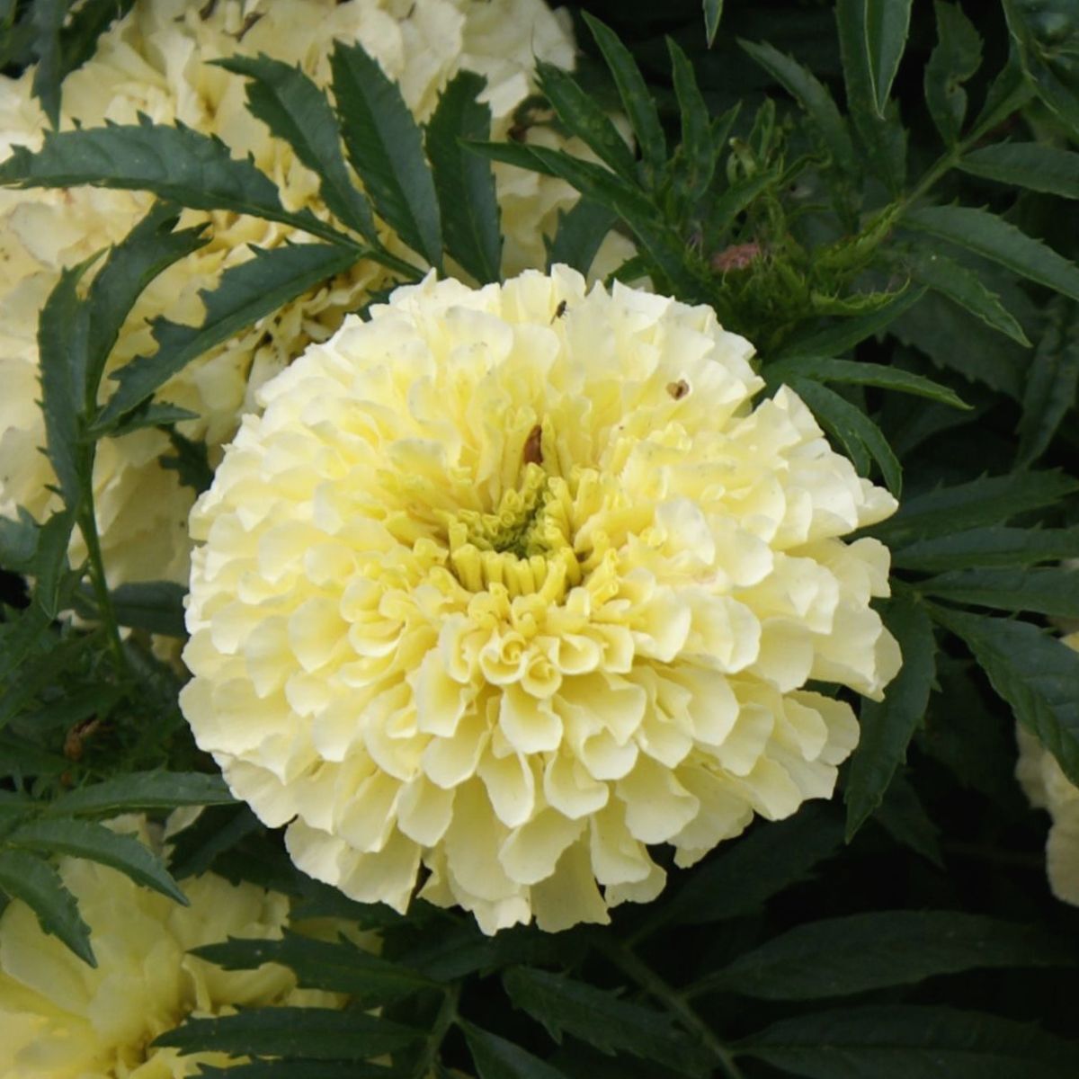 Marigold African Savannah Ivory Seeds