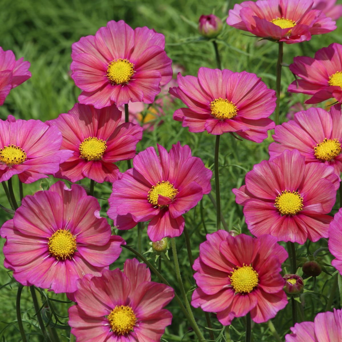 Cosmos Xsenia Seeds