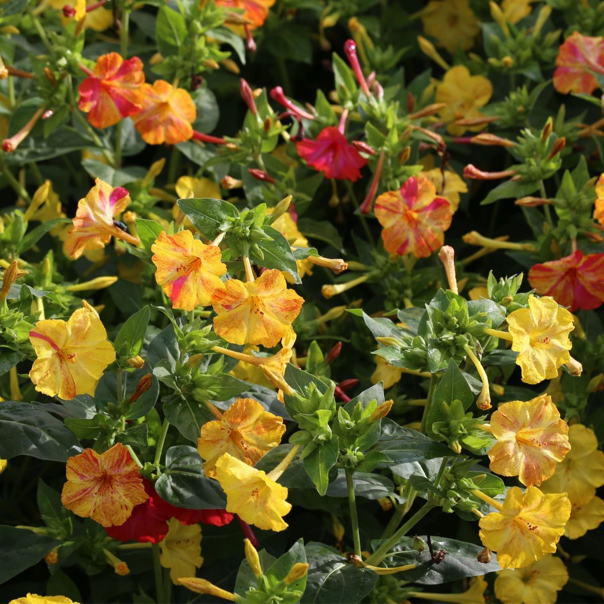 Four O'Clocks Marbles Yellow-Red Seeds