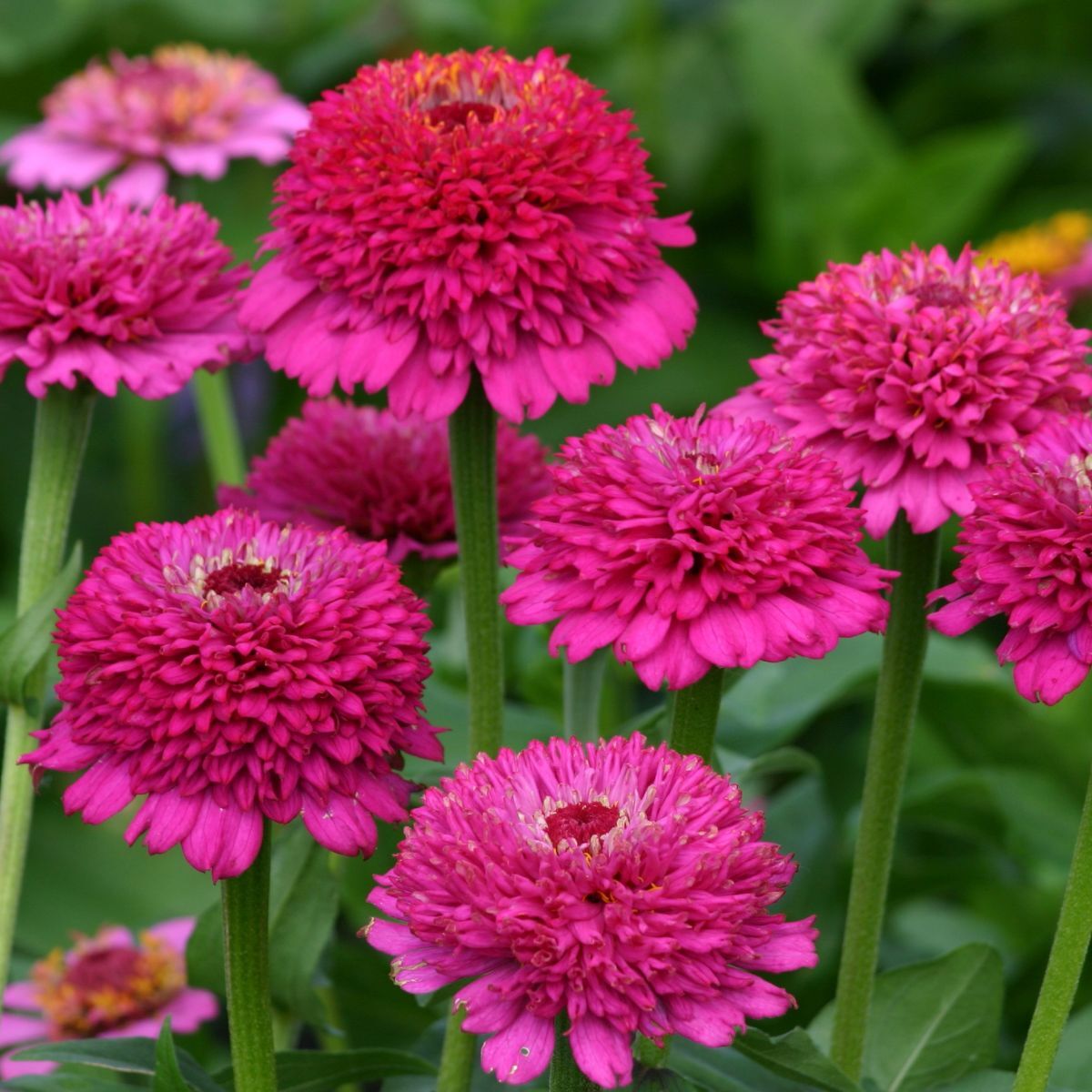 Zinnia Zinderella Purple Seeds