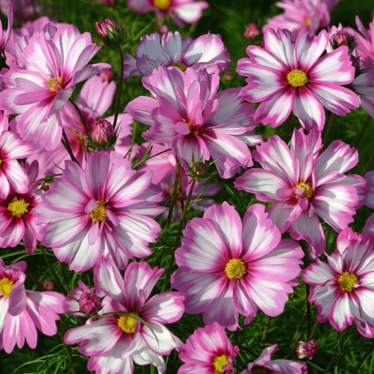 Cosmos Capriola Seeds