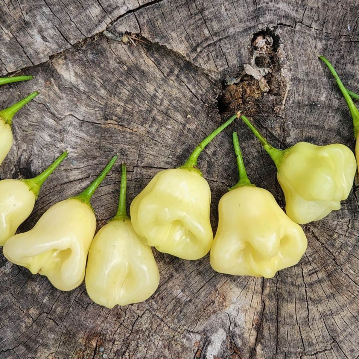 Aji White Fantasy Chilli Seeds