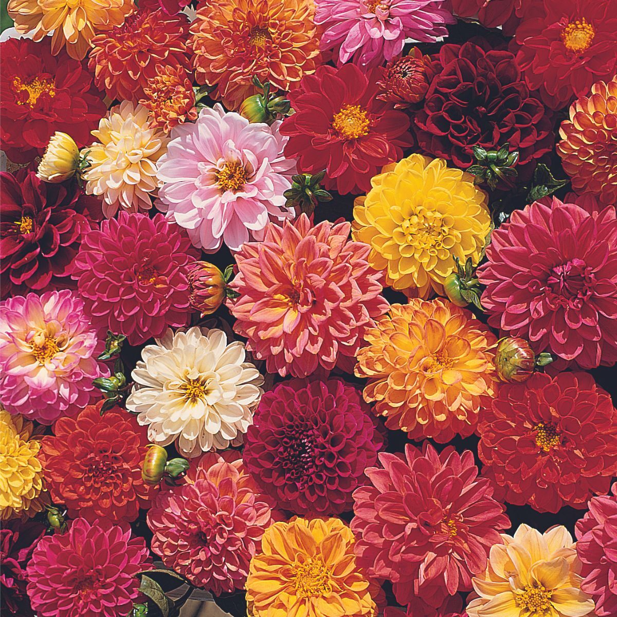 Dahlia Double Extreme Mix Seeds