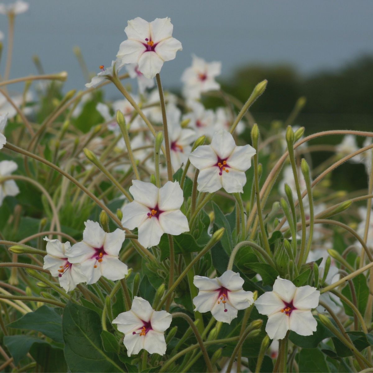 Four O'Clocks Angel Trumpets Seeds