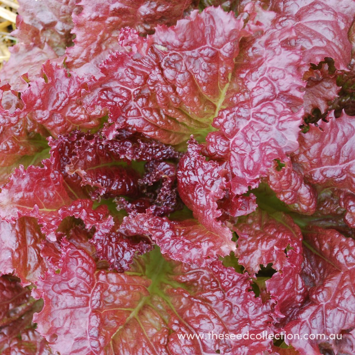 Red Velvet Lettuce Seeds