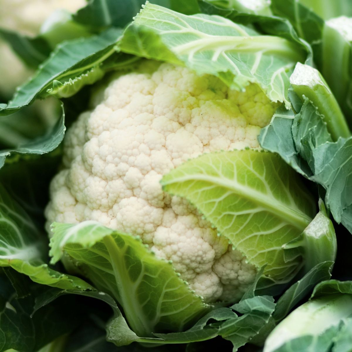 Selection 174 Cauliflower Seeds