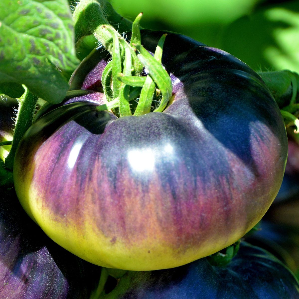 Blue Beauty Tomato Seeds