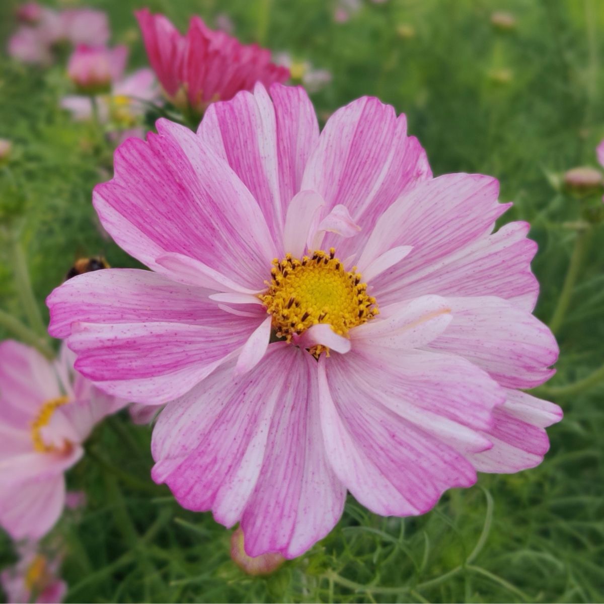 Cosmos Rosetta Seeds