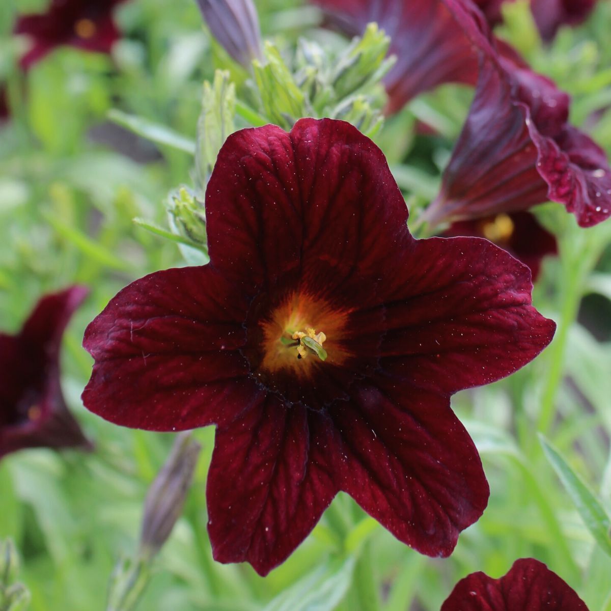 Painted Tongue Black Trumpets Seeds