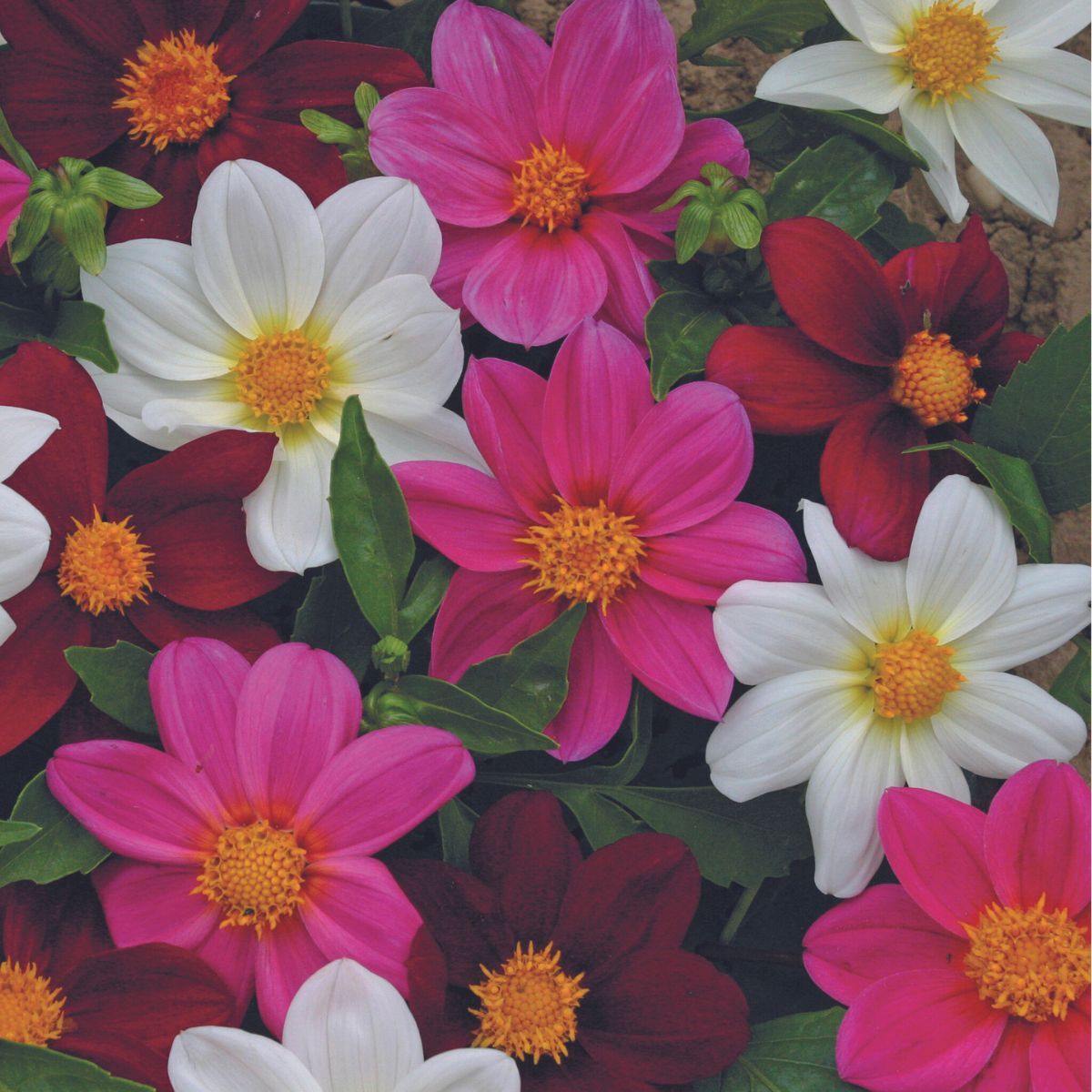 Dahlia Mardi Gras Mix Seeds