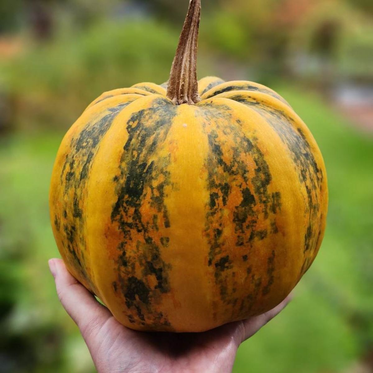 Kamokamo Squash Seeds