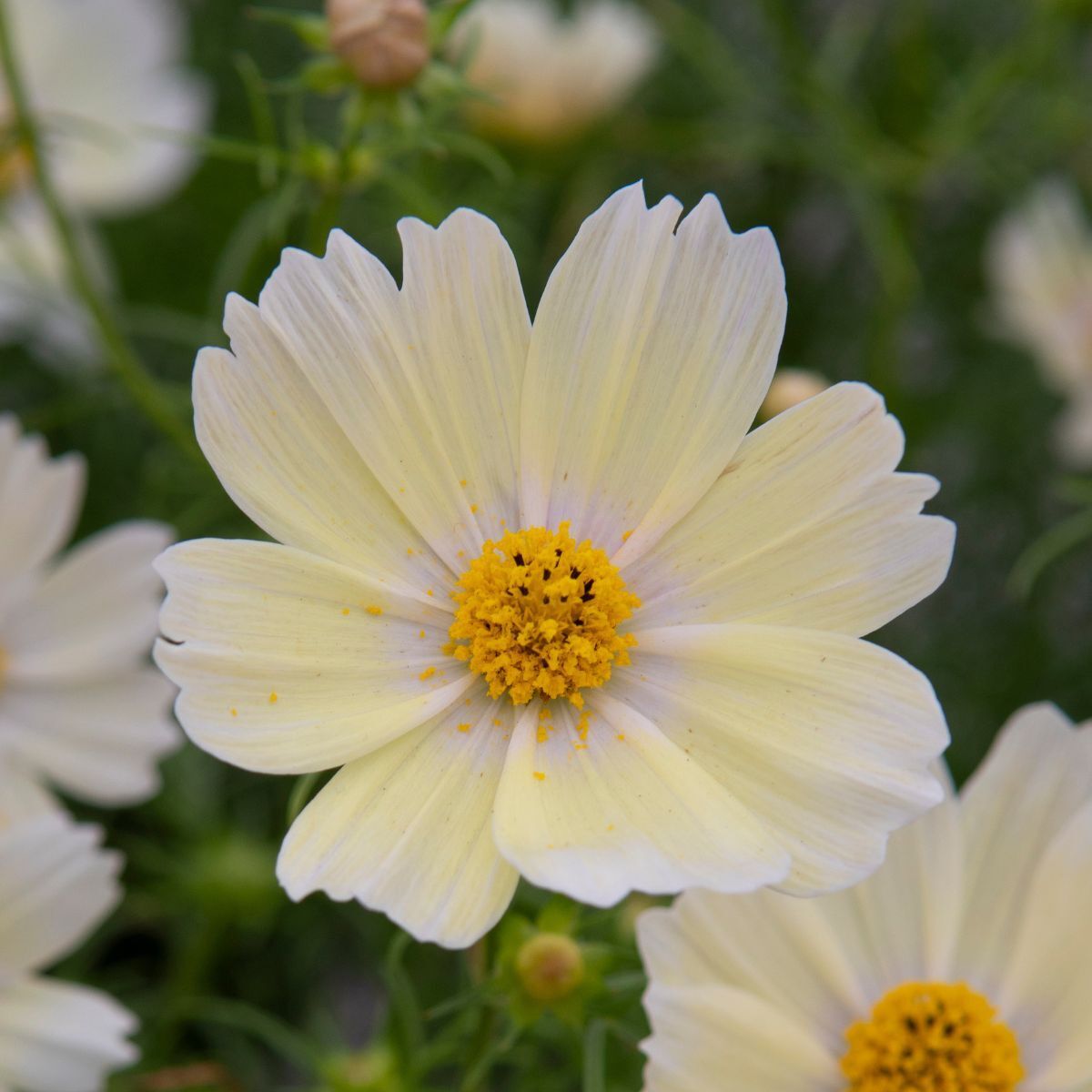 Cosmos Lemonade Seeds