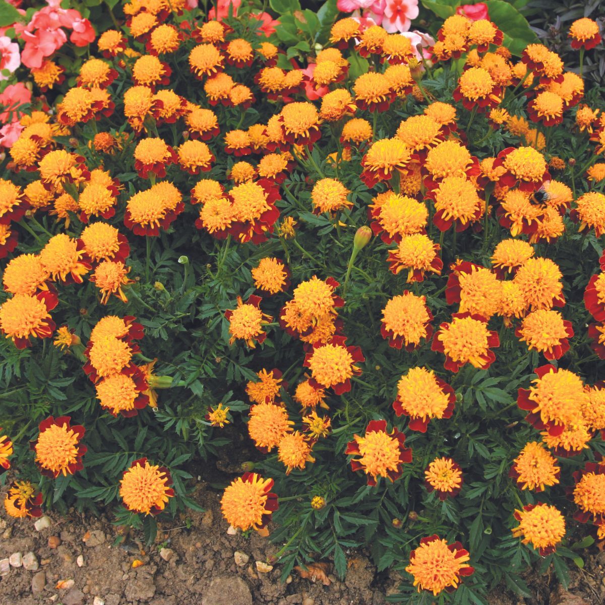 Marigold French Solan Seeds