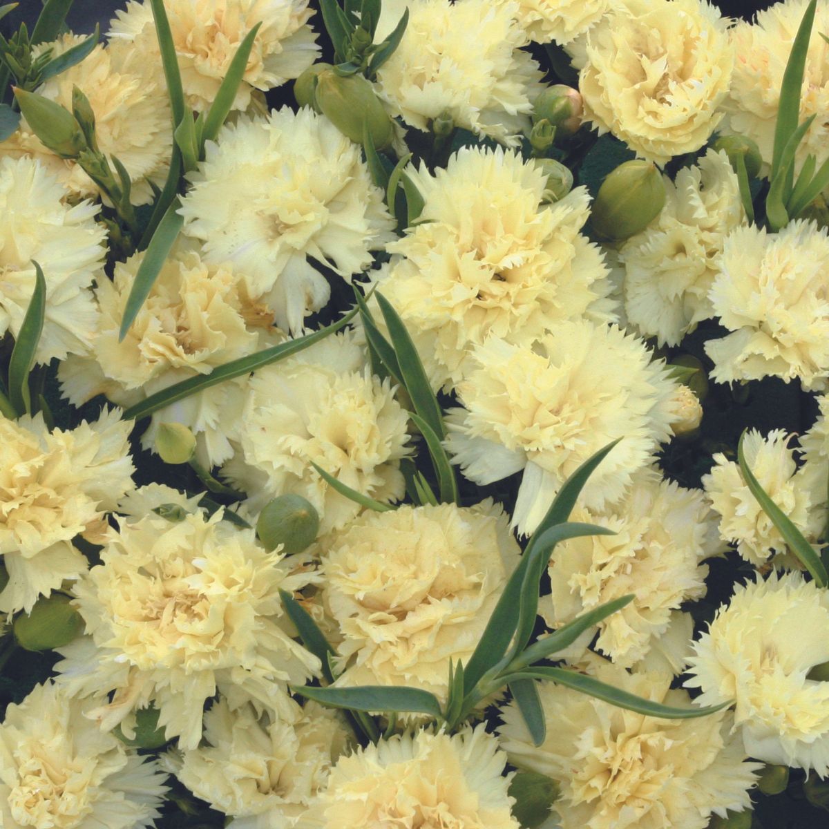 Carnation Lemon Fizz Seeds