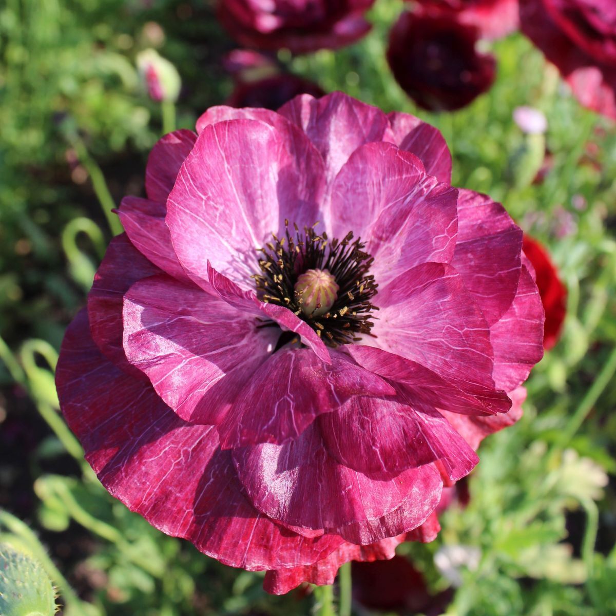 Poppy Pandora Seeds