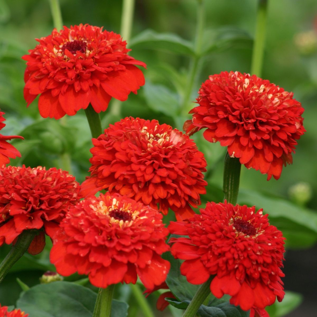 Zinnia Zinderella Red