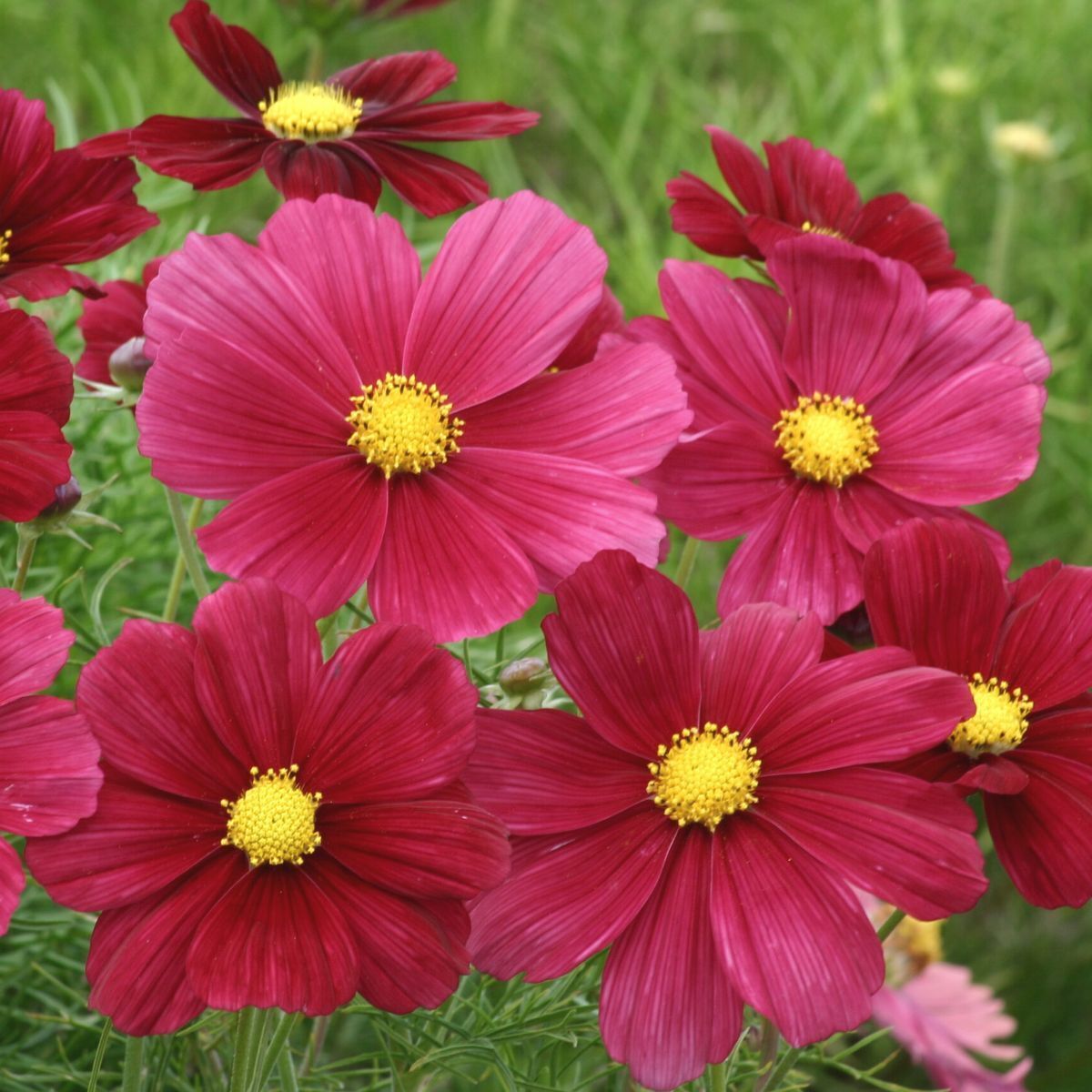 Cosmos Rubinato Seeds