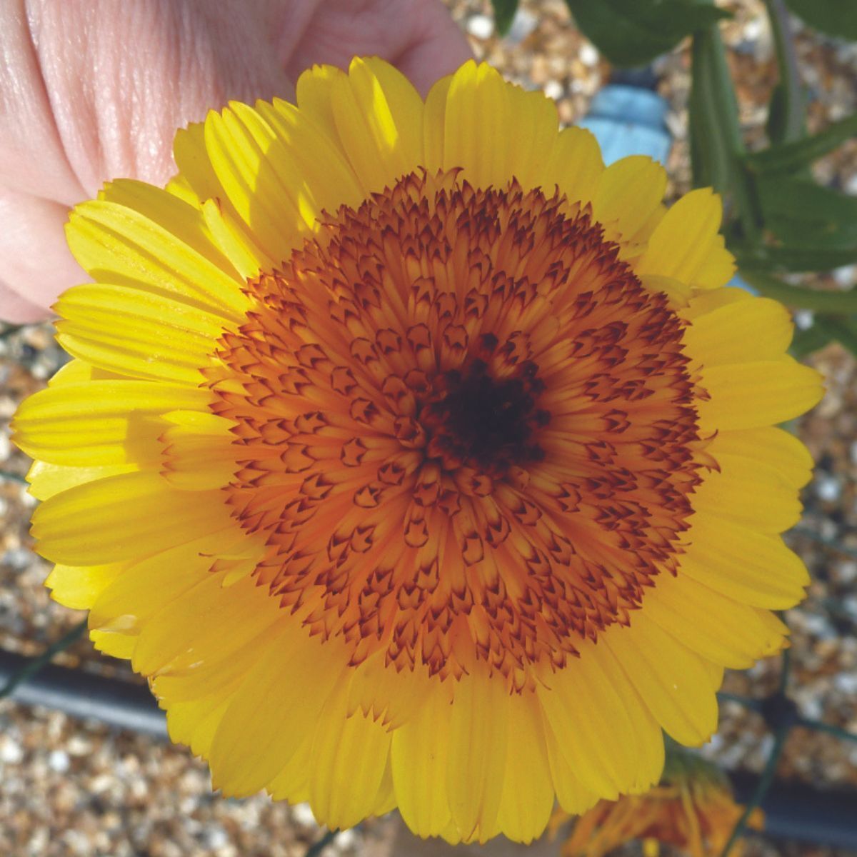 Calendula Crown Yellow Seeds