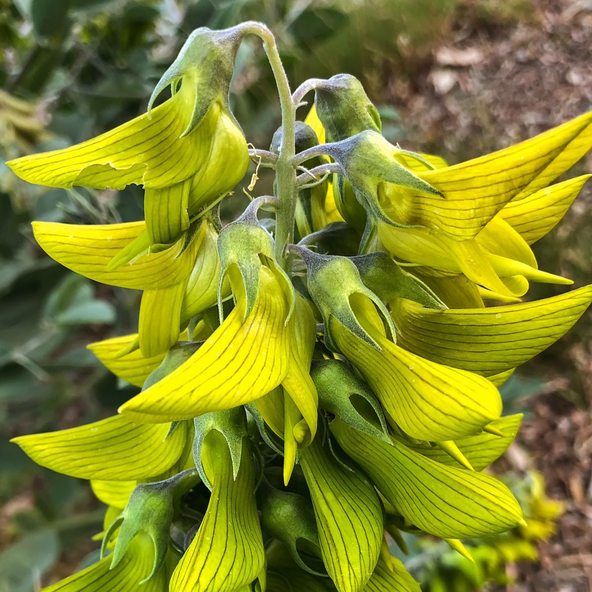 Regal Birdflower Seeds