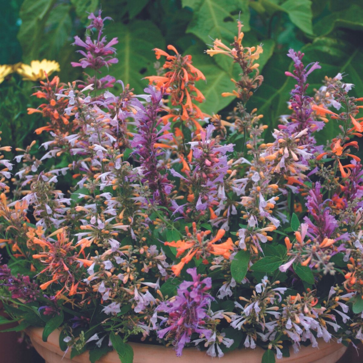 Agastache Fragrant Delight Mix Seeds