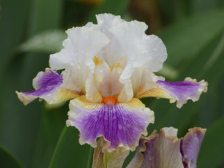 Having A Party Tall Bearded Iris