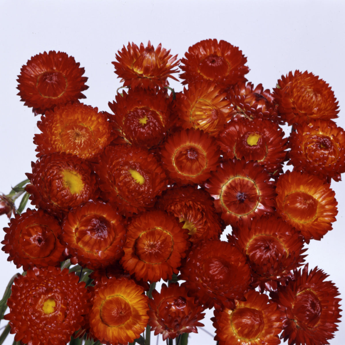Orange Double Strohblume Helichrysum Flower Seeds