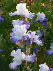 Heartstring Strummer Tall Bearded Iris