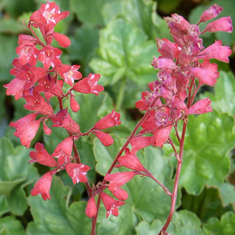 Bressingham Flower Seeds for Planting - 100 pcs