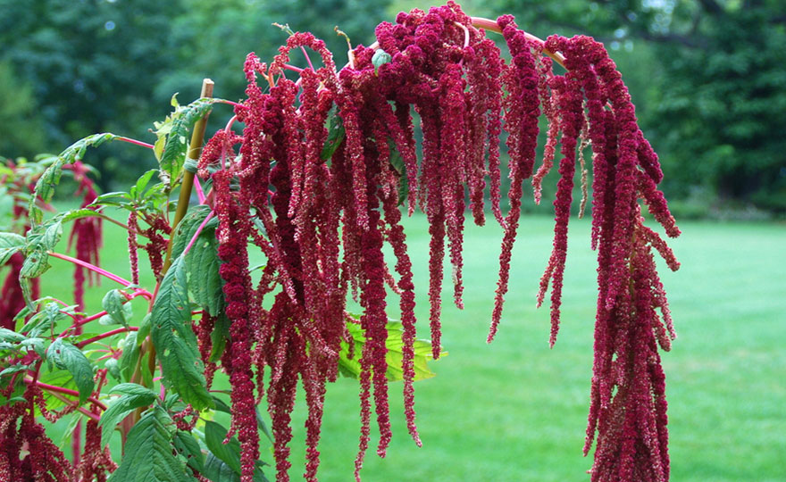 Love Lies Bleeding Seeds