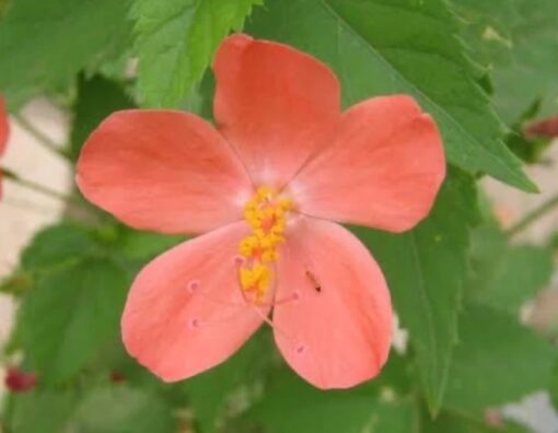 Hibiscus Mini Orange Open Pollinated heirloom non-gmo garden seeds
