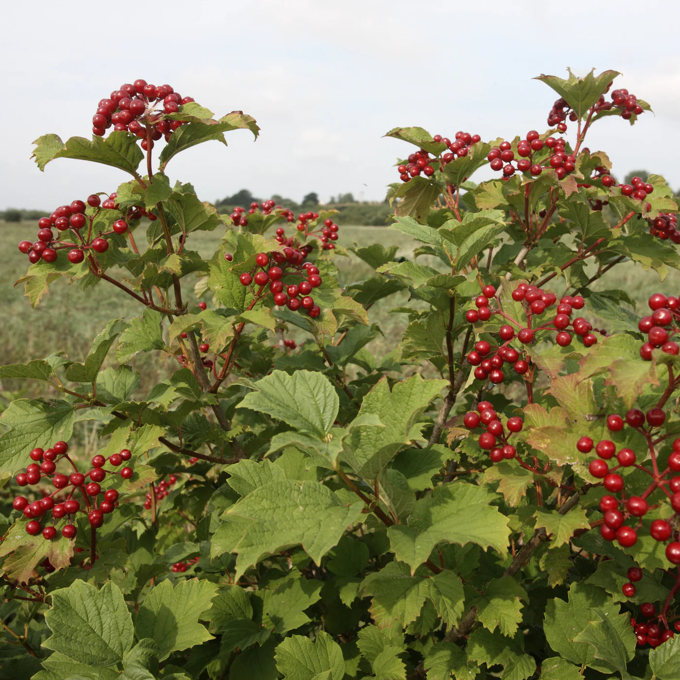 American Cranberrybush