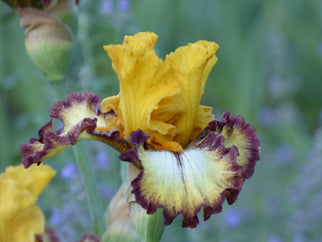 High Desert Tall Bearded Iris