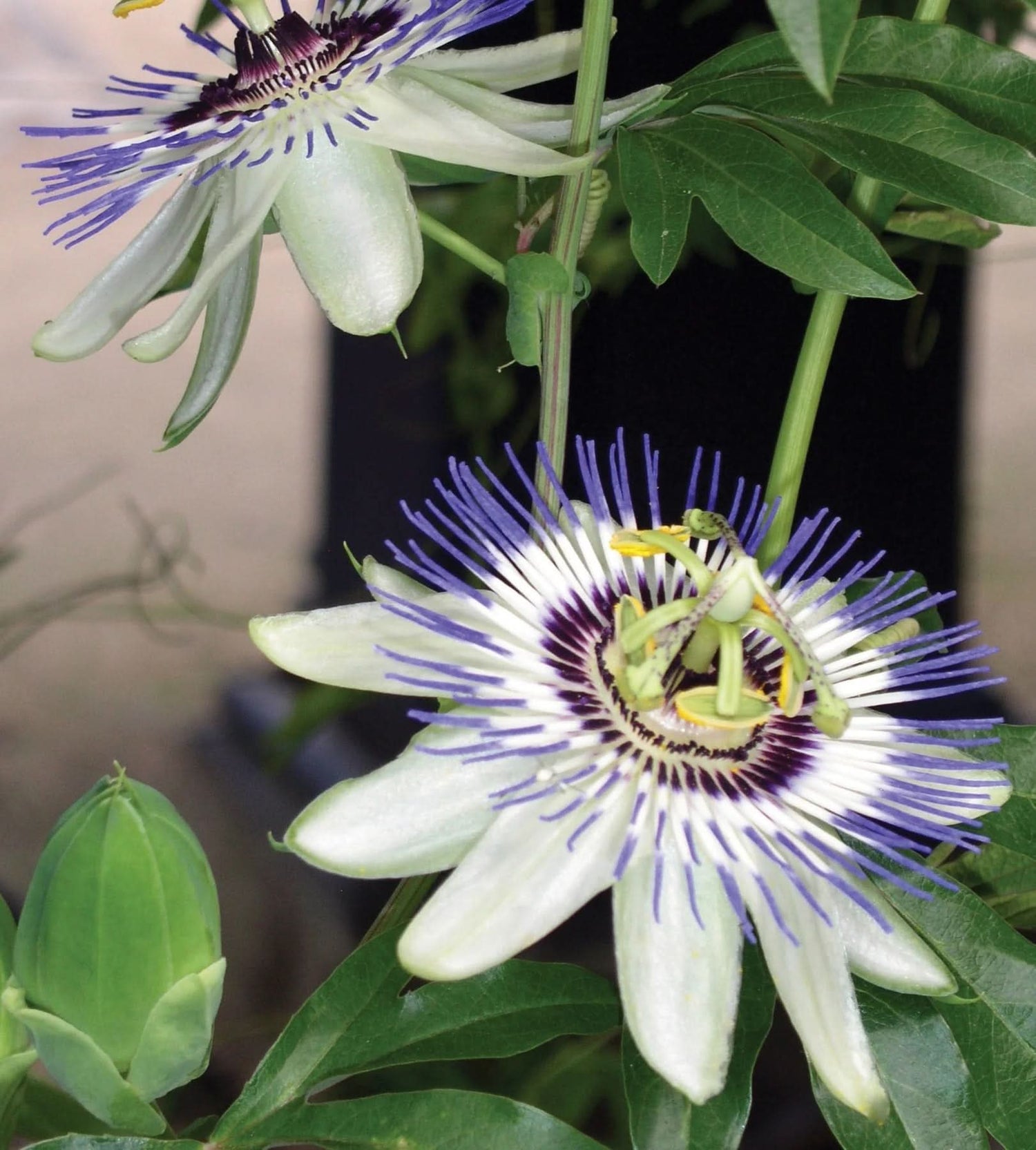 Sky Blue White Passion Flower Seeds for Planting – Organic, Heirloom, Non-GMO Seeds - Blue for planting in home garden