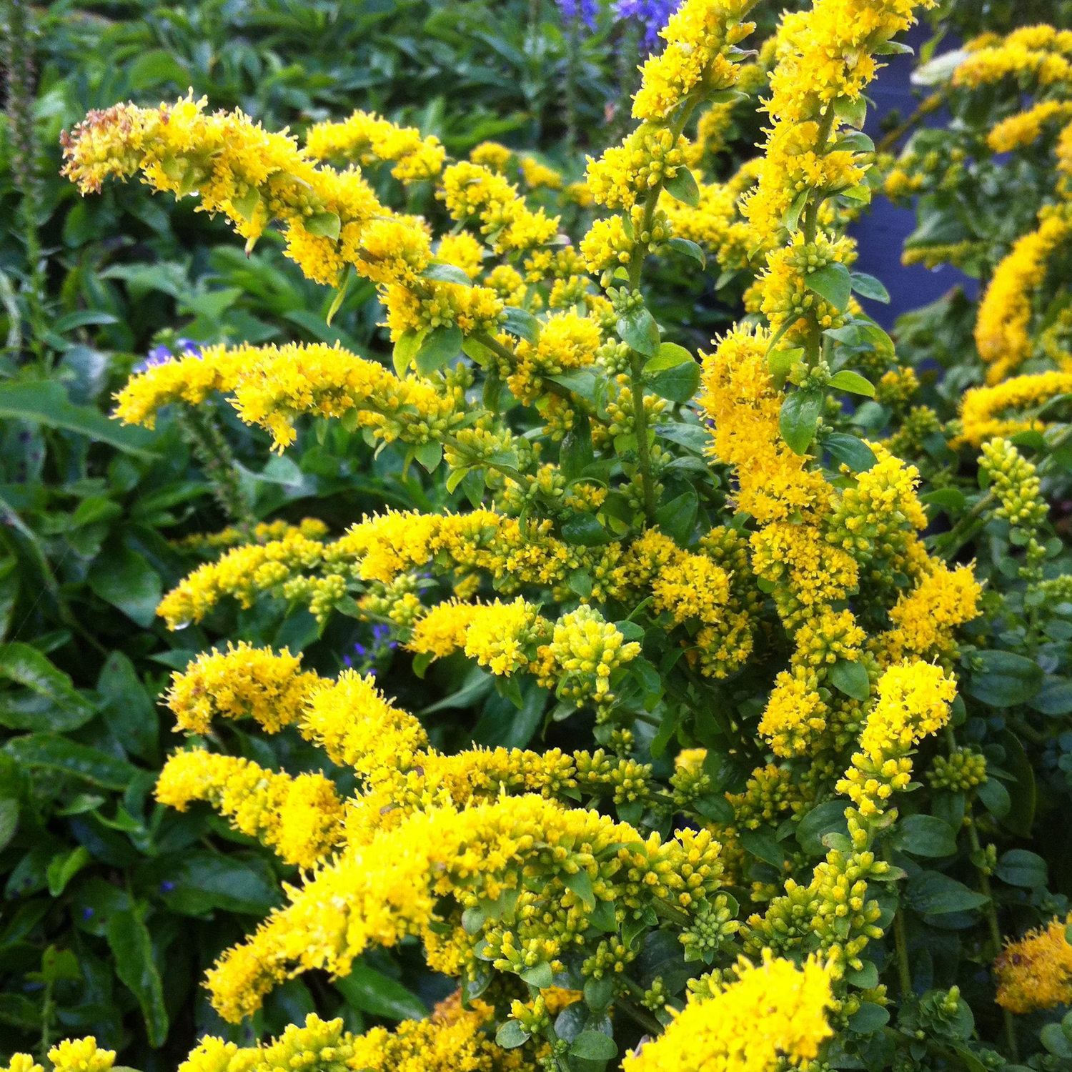 Showy Goldenrod Seeds for Planting Native Perennial Wildflower Pollinator Plant Seeds for Planting â€“ Heirloom, Non-GMO