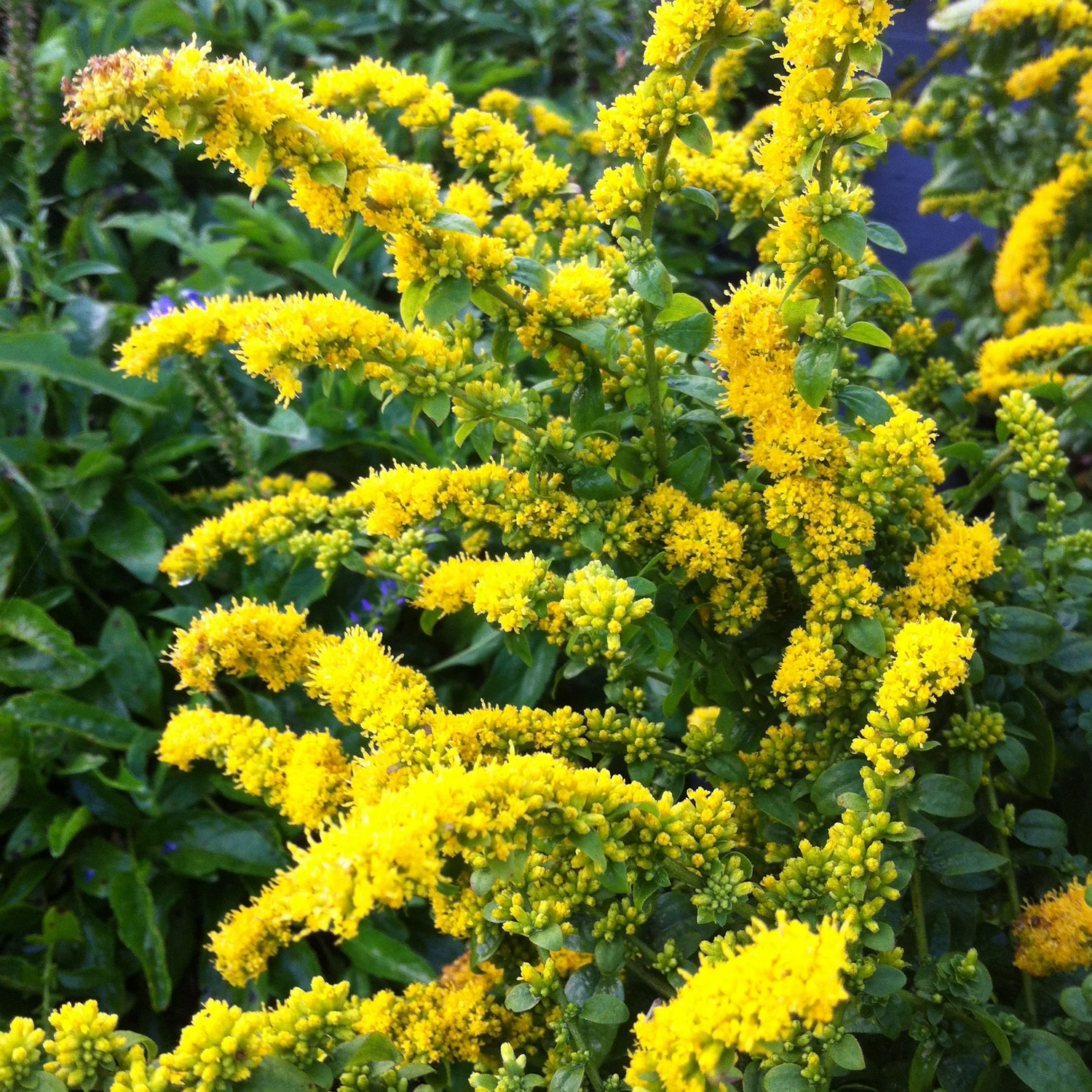 Showy Goldenrod Seeds for Planting Native Perennial Wildflower Pollinator Plant Seeds for Planting – Heirloom, Non-GMO