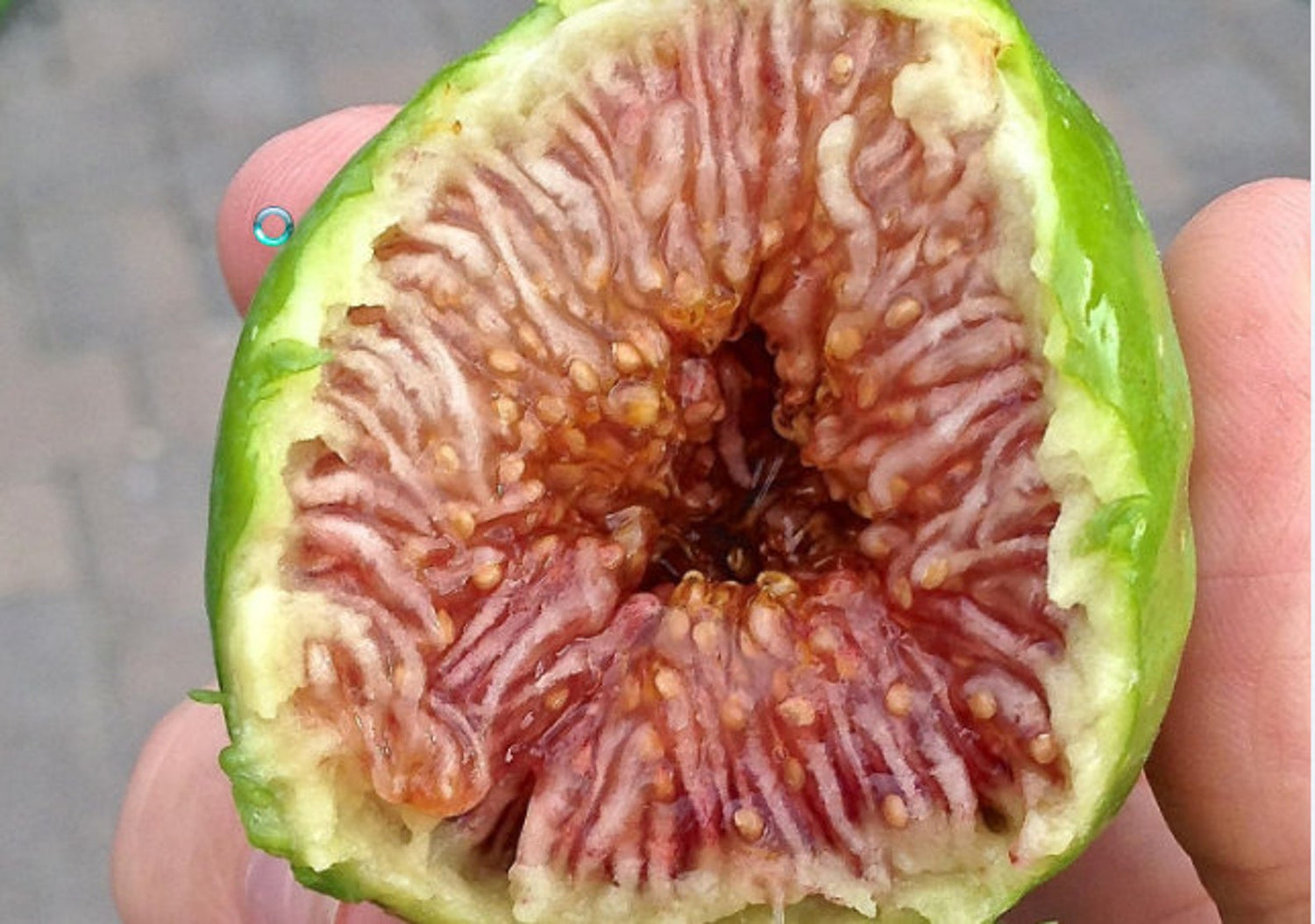 Desert King Fig (Ficus carica)